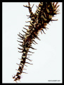   Ornate Ghost Pipe Fish Shot compact camera no strobes flash natural Light  